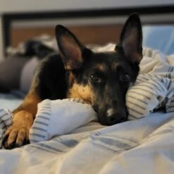 Lush Decor Farmhouse Stripe Comforter Set -Bedding Shop 620 5